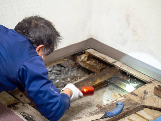 Best Certified Mold Removal  in Hermosa Beach, CA
