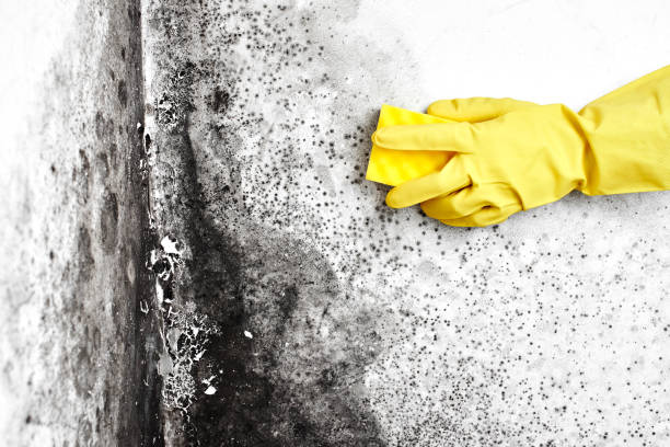 Best Mold Damage Repair  in Hermosa Beach, CA