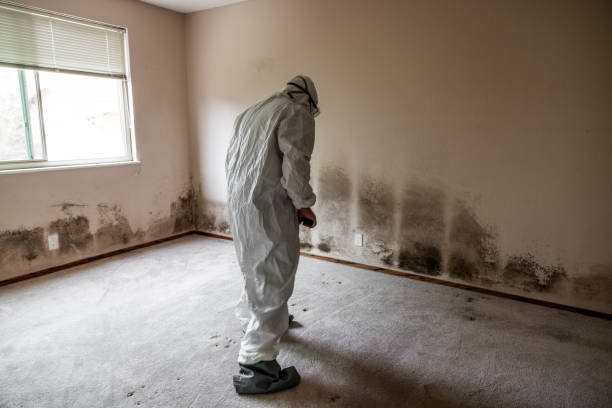 Best Crawl Space Mold Removal  in Hermosa Beach, CA