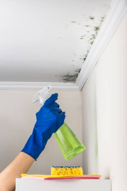 Office Mold Removal Services in Hermosa Beach, CA